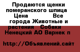 Продаются щенки померанского шпица › Цена ­ 45 000 - Все города Животные и растения » Собаки   . Ненецкий АО,Варнек п.